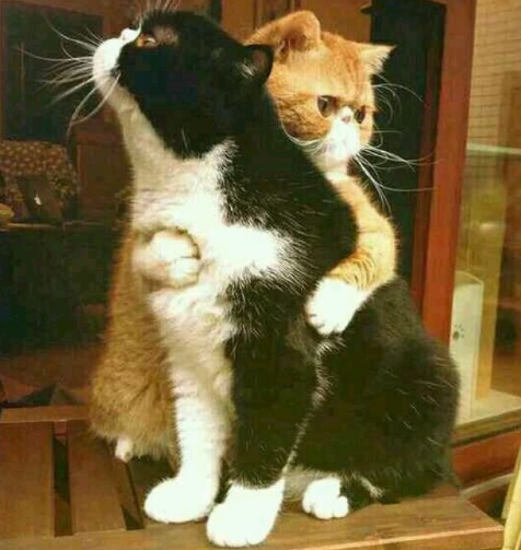 摩羯座遇到愤愤不平的事情是什么反应