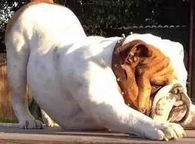 这些动物才是瑜伽高手，赶紧跟着来学学吧