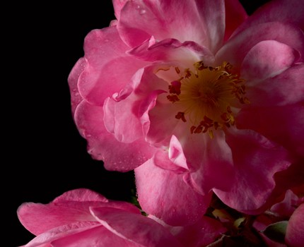 迪奥香水〡 闪耀迷人的女人犹如玫瑰的绽放.jpg