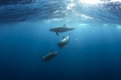 双鱼座本周运势 双鱼女的性格