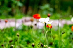 2017年10月巨蟹座运势