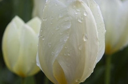 2017年10月水瓶座运势