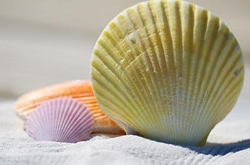 2017年10月双子座运势