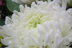 摩羯座女生喜欢哪种类型的男生