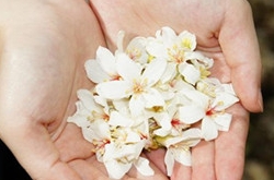 金牛座女生喜欢哪种类型的男生