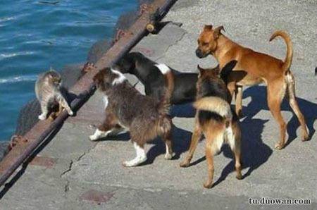 搞笑内涵段子图片大分享