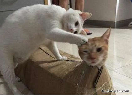 搞笑内涵段子图片大分享