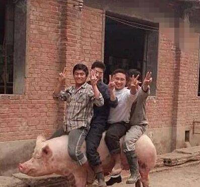 你们想过猪的感受吗？