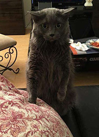 搞笑内涵图之喵星人:我仿佛闻到了小鱼干的味道”