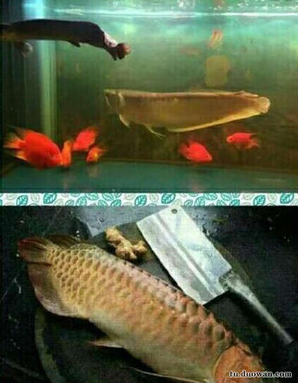 搞笑内涵图之喵星人:我仿佛闻到了小鱼干的味道