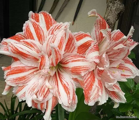 搞笑内涵段子图片大分享