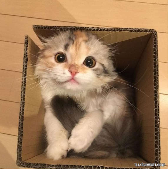 搞笑内涵图片之拔下来那一刻我好方