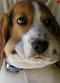 搞笑趣图之我真的没有偷吃”