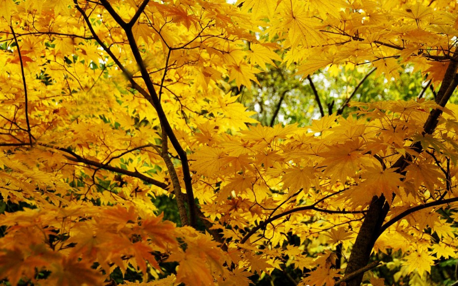 秋天唯美落叶意境大自然图片