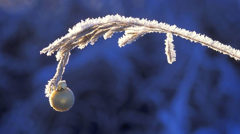 霜下的大自然图片