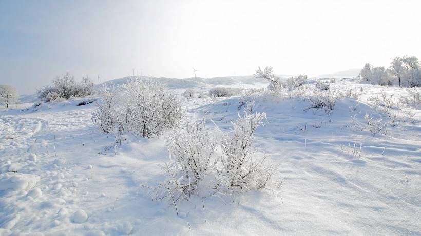 坝上草原冬景雾凇图片