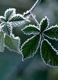 霜下的大自然图片”