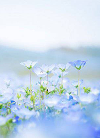 唯美花海自然风景图片大全”