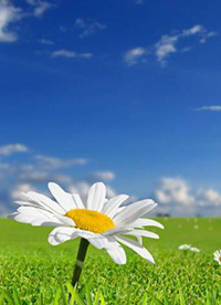 绿色清新大自然图片