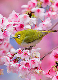 樱花花海唯美风景意境图片”