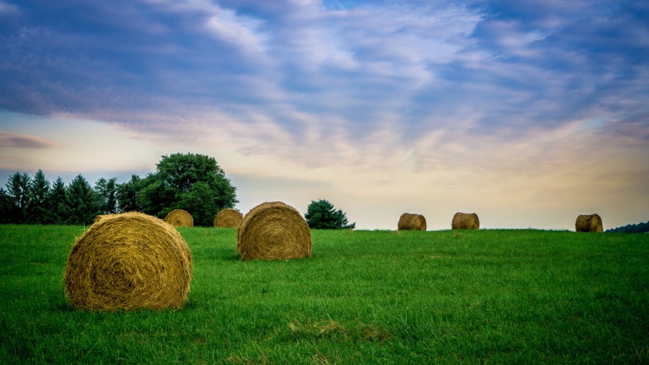 绿色唯美大草原图片大全