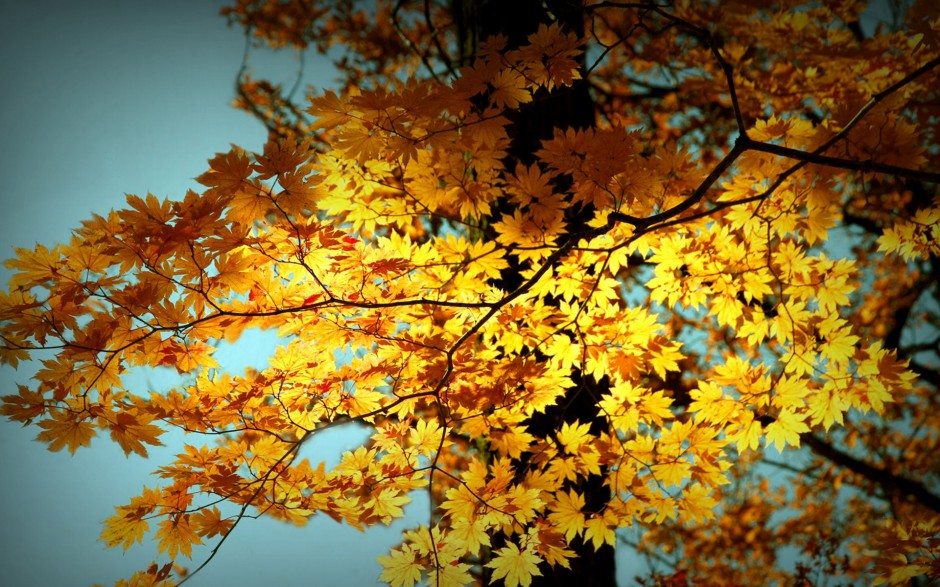 秋天唯美落叶意境大自然图片