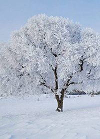 坝上草原冬景雾凇图片”