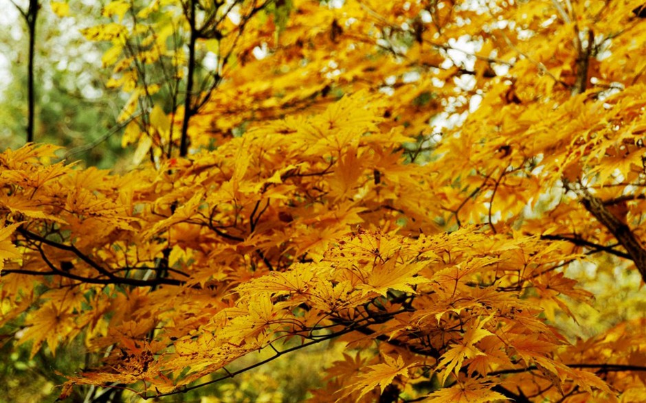 秋天唯美落叶意境大自然图片