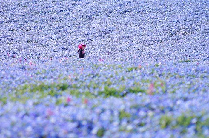 唯美花海自然风景图片大全