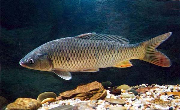 爱吃鱼的一定要看鲳鱼的做法大全