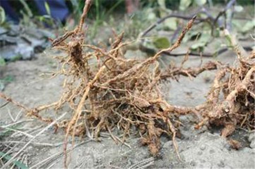 脚气怎么治疗 16偏方来帮忙