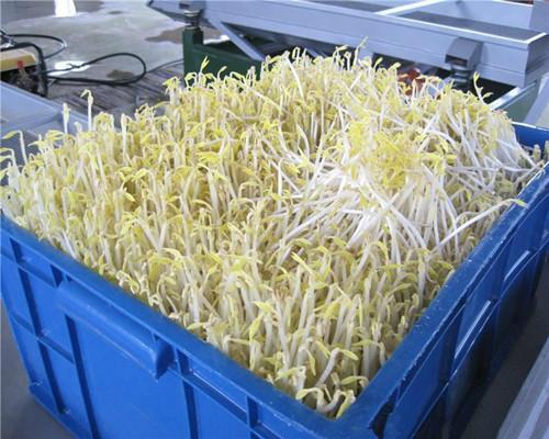 豆芽菜的做法，最简单的做法献给你