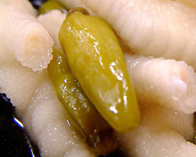 怎样制作泡椒凤爪，全方位为你分析