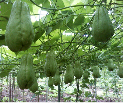 佛手瓜怎么吃  佛手瓜的几种经典菜肴