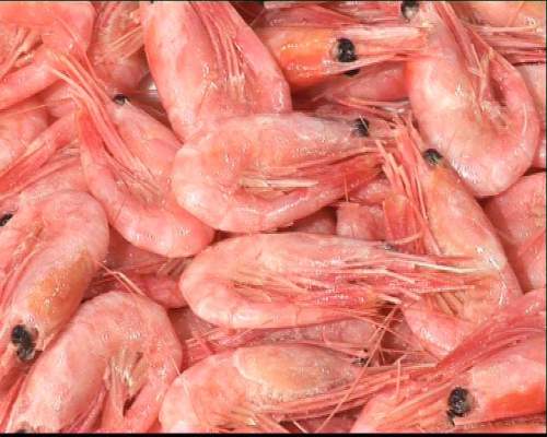 盐水虾的饮食禁忌， 不容小视