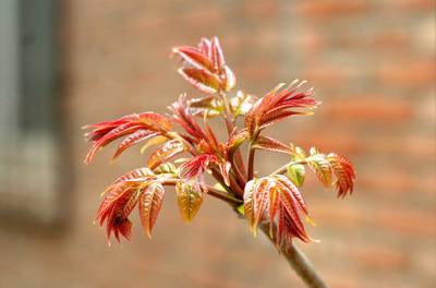 香椿的功效与作用 7种香椿的做法