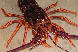 乌贼鱼的做法 蒜片乌贼鱼