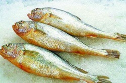 如何做黄花鱼 黄花鱼的营养价值和功效介绍