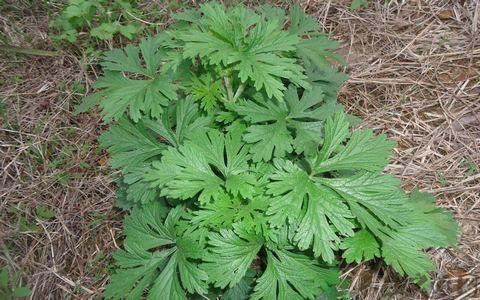 艾草的吃法 常吃艾草对女人有补血的功效