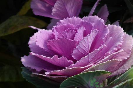 紫甘蓝的6种家常做法 紫色达人最爱的紫甘蓝