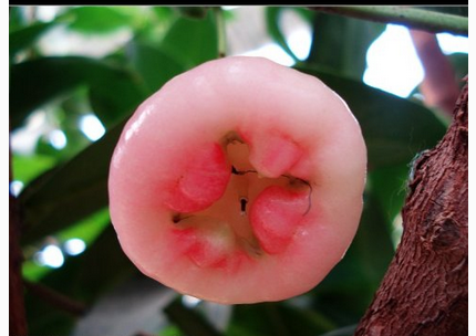 莲雾的营养价值  食疗具有宁心安神的作用