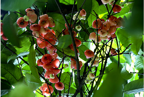 莲雾的营养价值 食疗具有宁心安神的作用