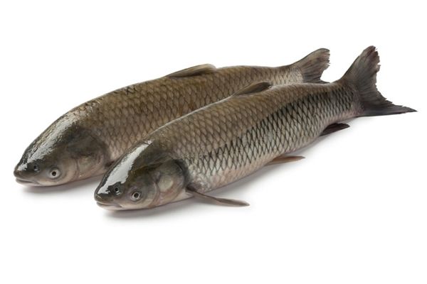 鱼的做法大全家常 让你在家能吃到美味可口的鱼汤