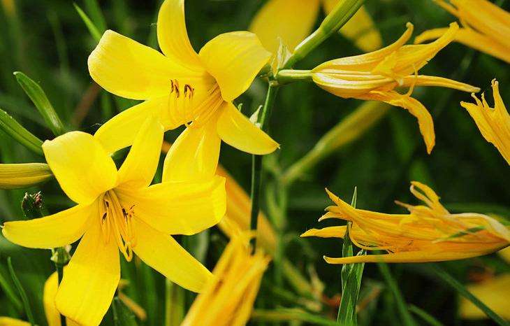 关于黄花菜的功效和做法