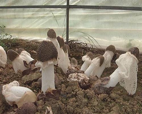 竹荪怎么吃，据说这几种吃法都很不错