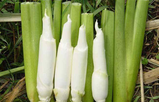 三好之一茭白的做法供大家选择