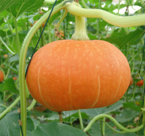 促进生长发育 南瓜的功效与作用介绍