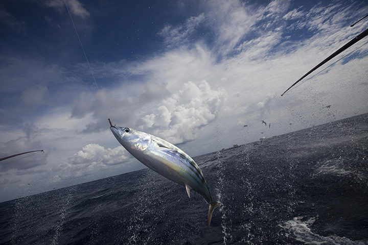 吃货一定要看的金枪鱼罐头