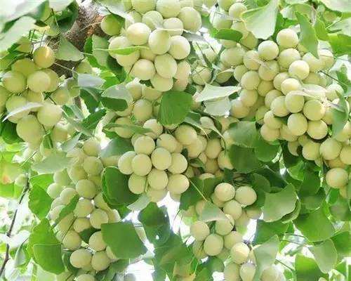 炒白果，好吃又美味