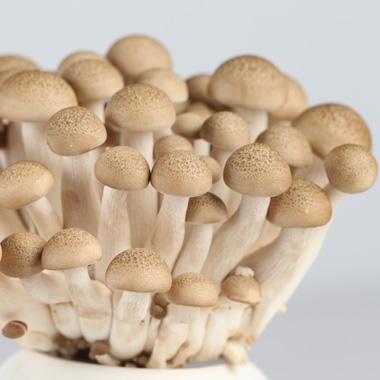 蟹腿菇的功效与作用 孕妇吃蟹味菇的禁忌